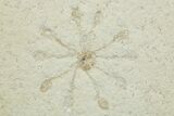 Three Floating Crinoid (Saccocoma) Fossils - Solnhofen Limestone #353569-1
